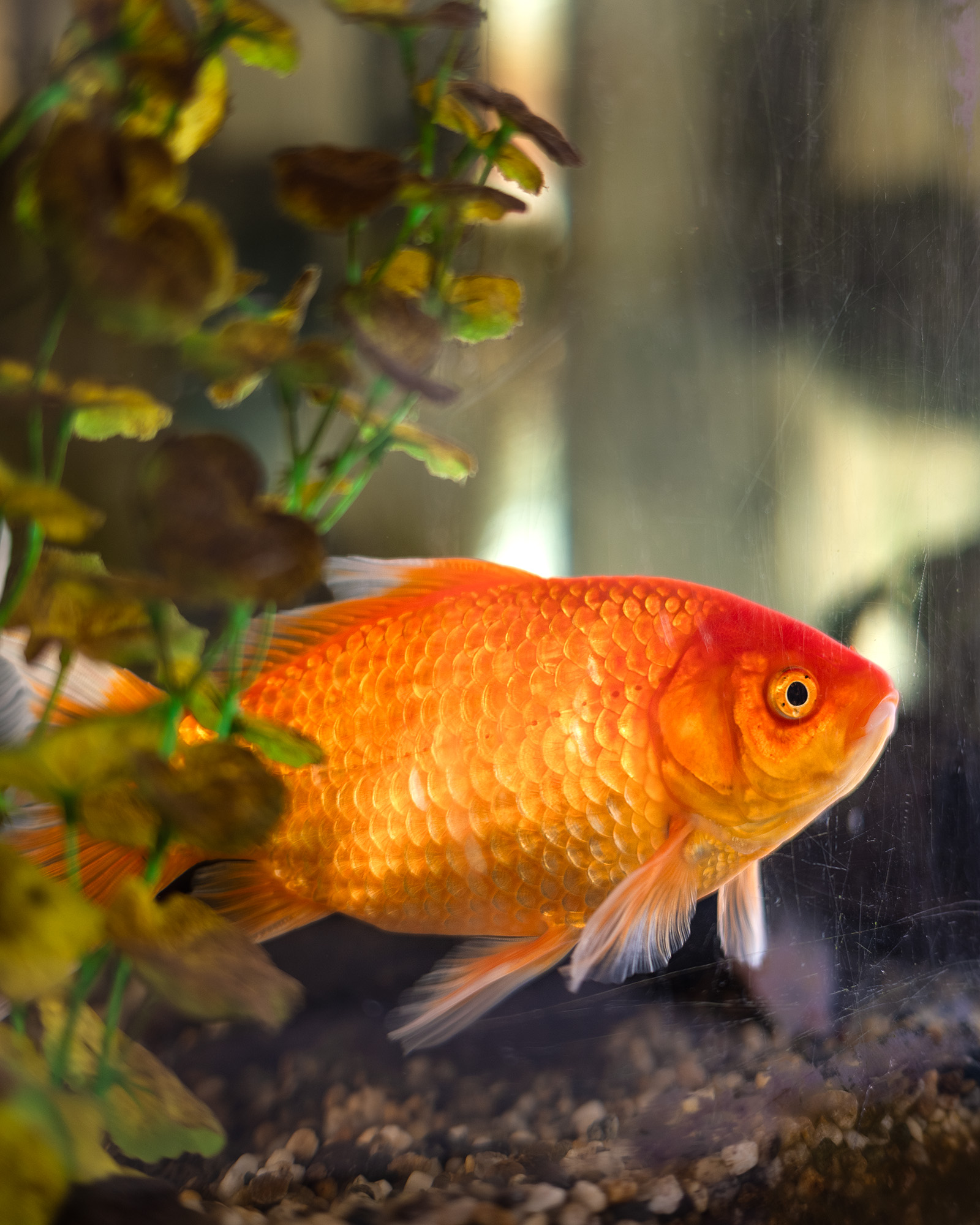 Photo of goldfish in fish tank