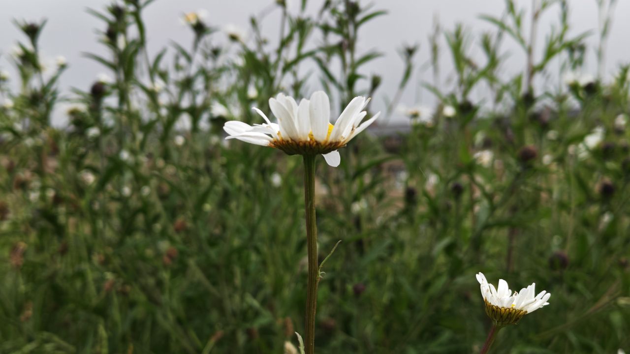 Honor 400 Pro sample images