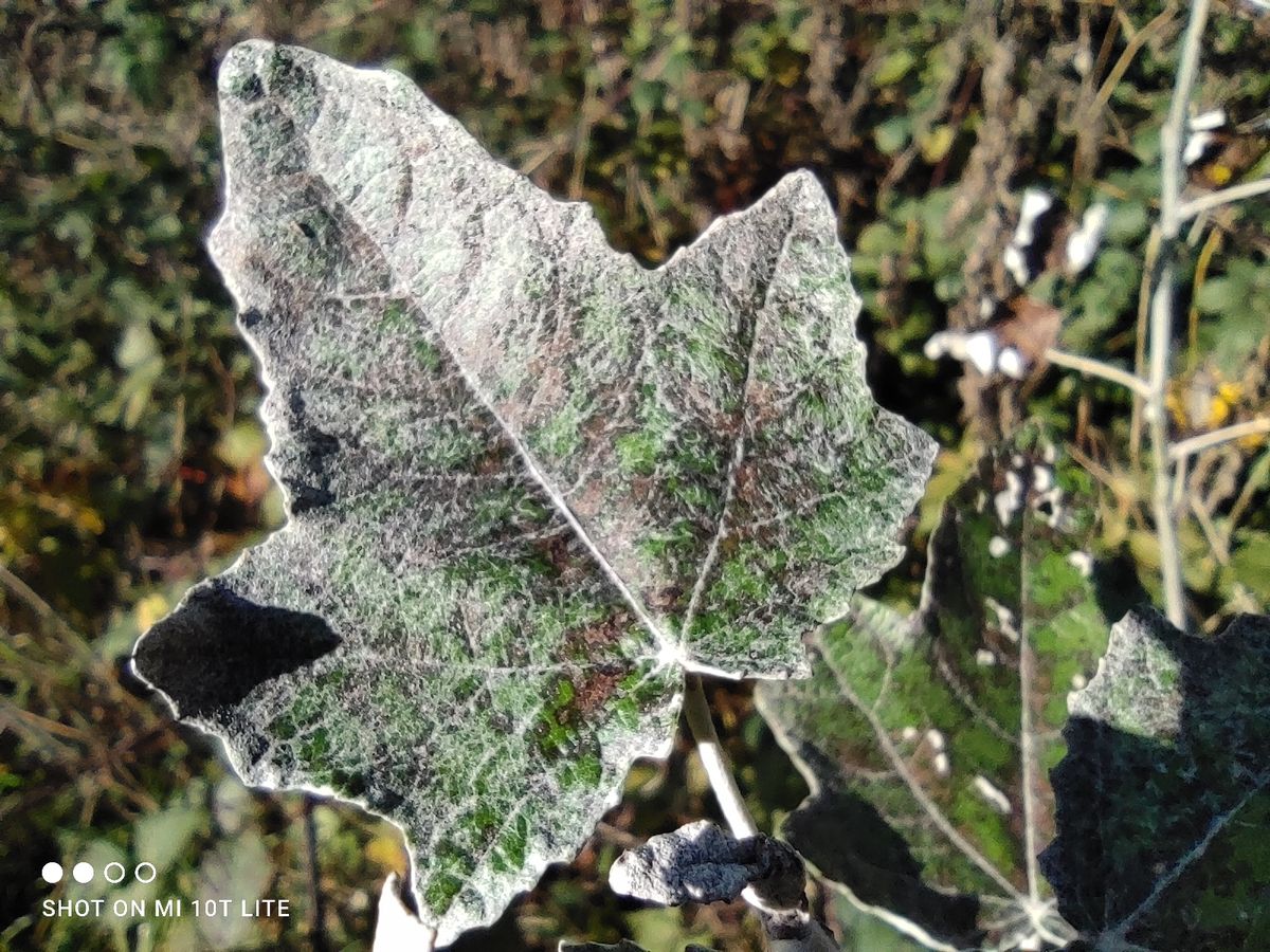 Xiaomi Mi 10T Lite camera sample