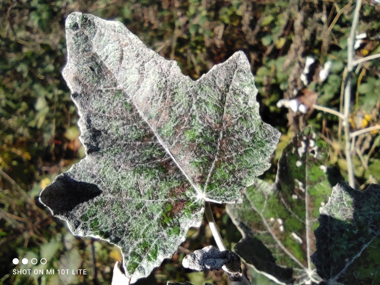 Xiaomi Mi 10T Lite camera sample