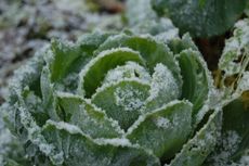 Cabbage Covered In Frost