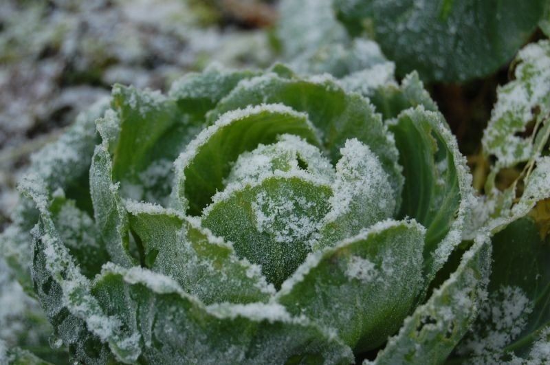 Cabbage Covered In Frost