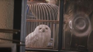 Hedwig in Harry Potter and the Sorcerer's Stone