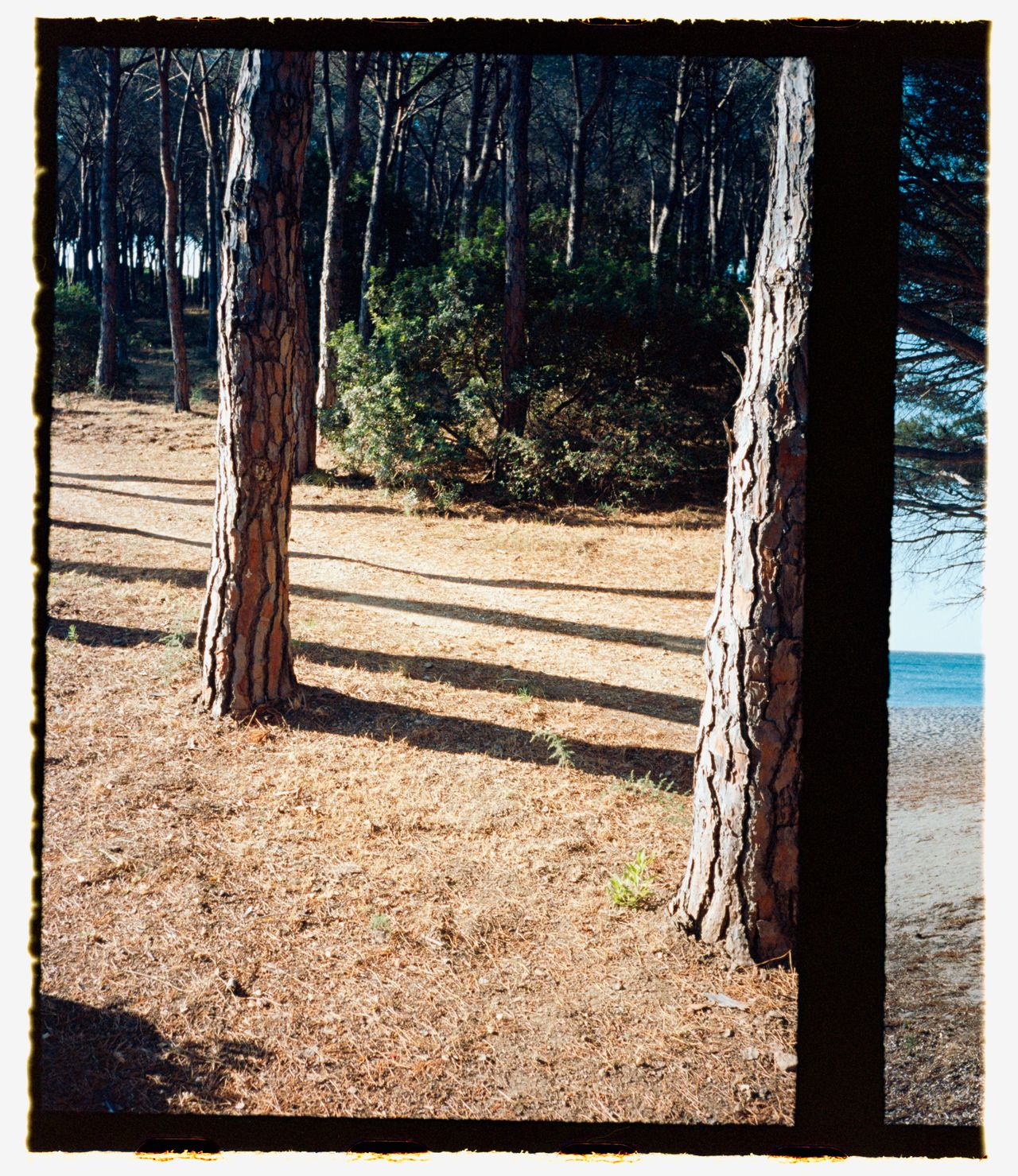 Trees casting shadows over some dry brown grass, shot on 35mm half-frame film with film borders around the outside of the image
