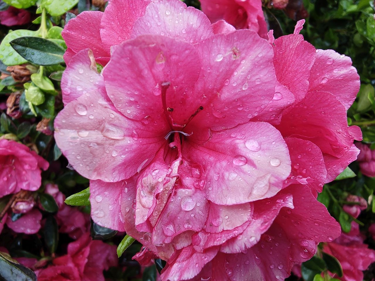 Motorola Razr Fold camera sample.