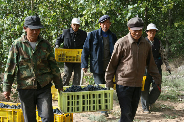 Vineyard workers Chateau Hansen Wuhai Inner Mongolia