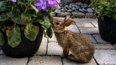 A rabbit nibbling on a plant in a backyard