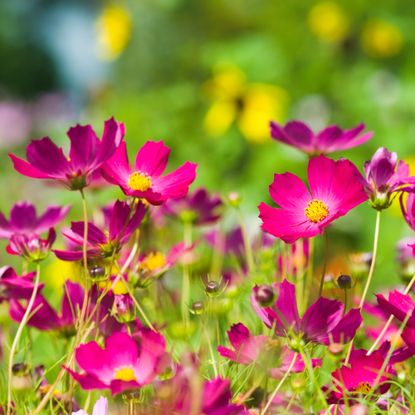 cosmos in garden