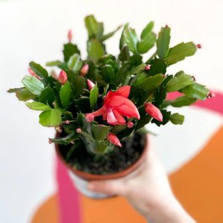 Red Christmas Cactus - Schlumbergera truncata 'Caribbean Dancer' 