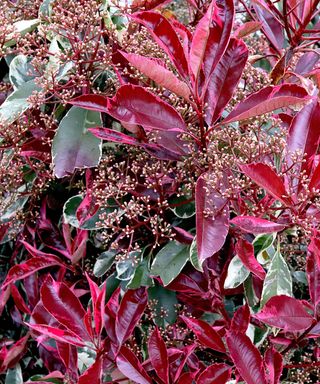 Photinia x fraseri ‘Louise’ Christmas berry Louise – maroon leaf shoots, budding flower clusters and dark green leaves with cream edges,