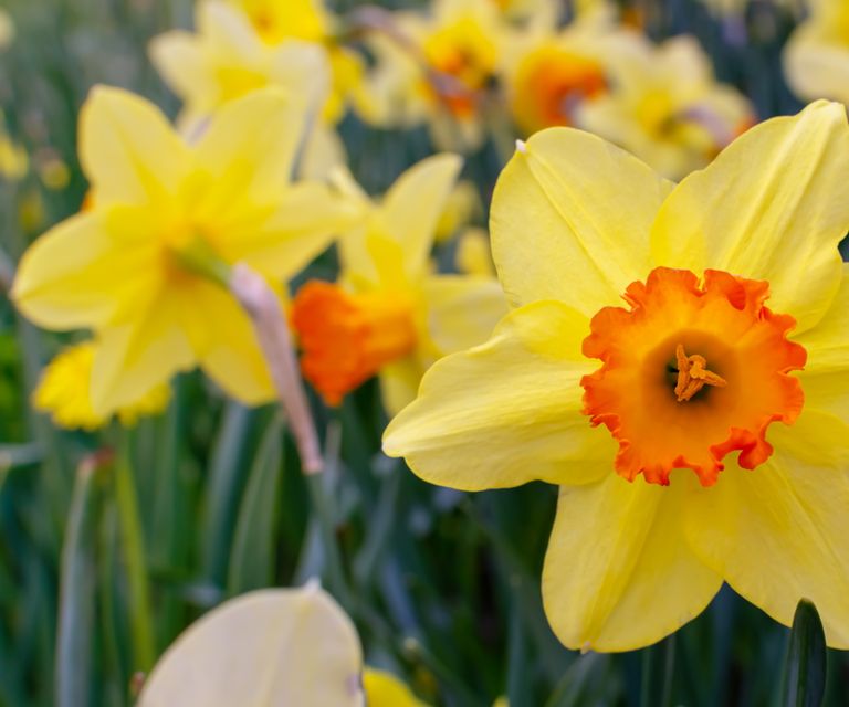 10 Best Varieties Of Narcissi Bulbs To Plant Now | Homes & Gardens