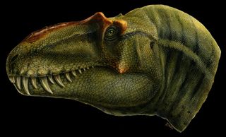 An artist's depiction of new tyrannosaur Lythronax argestes, which had a relatively narrow snout and a wide skull around the eyes.