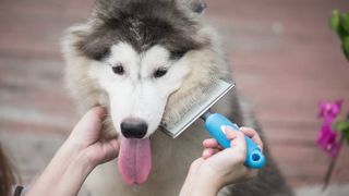 grooming double-coated dogs