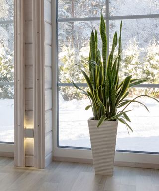 Snake Plant (Sanseveria) in pot on floor by window