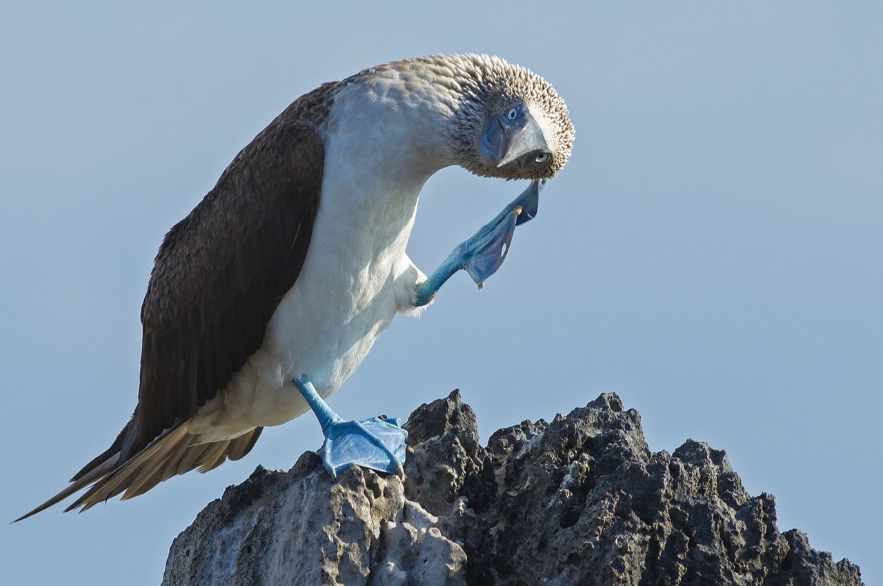 blue-footed booby 