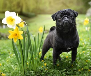 A black pug stands next to daffodils