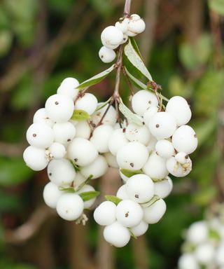 common snowberry shrub