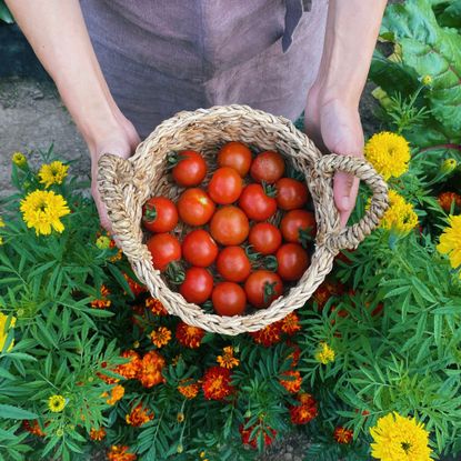 Woman holding basket of tomatoes above marigolds