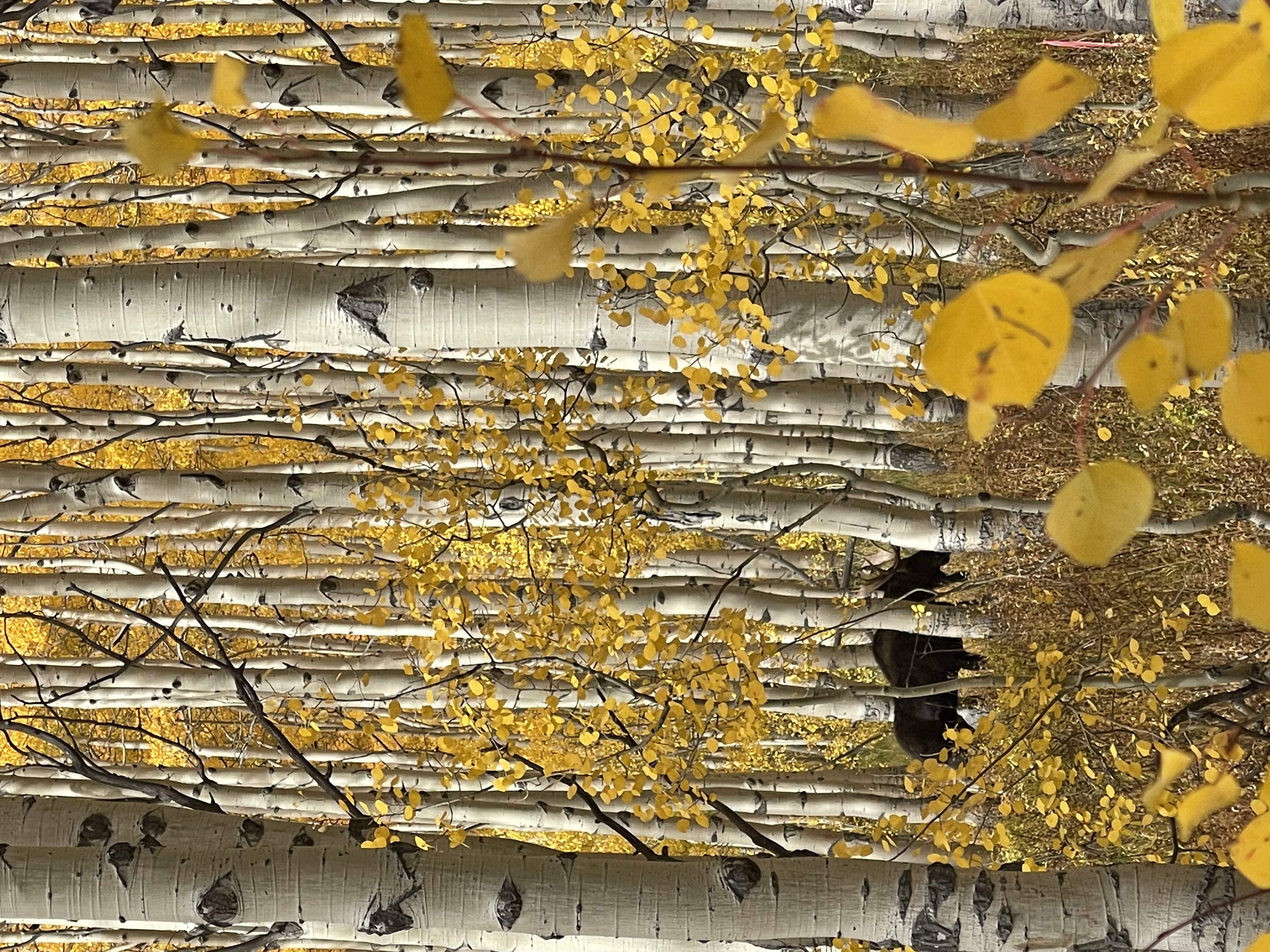 View through some silver trees with yellow leaves