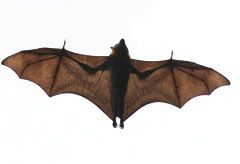 Marie Claire News Story: Bat