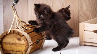 Kurilian Bobtail kittens