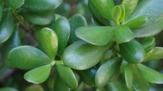 Close up of green jade plant
