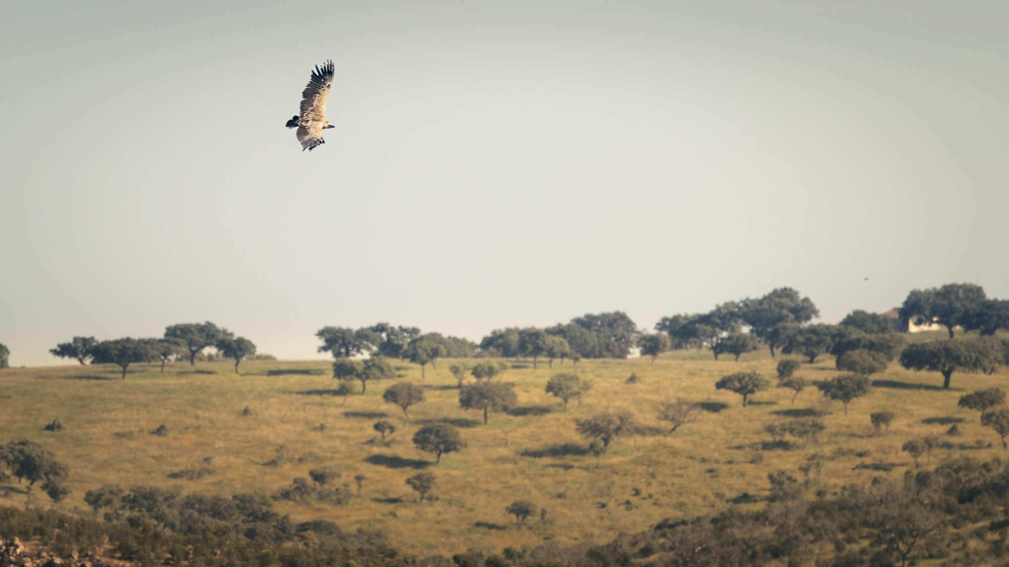 A griffon vulture flies over the Matachel Valley in Extremadura, Spain