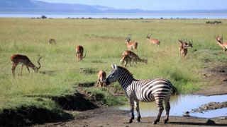 Zebra and antelope in Kenya’s Great Rift Valley