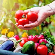 Harvesting homegrown tomatoes and adding them to basket with other freshly picked vegetables
