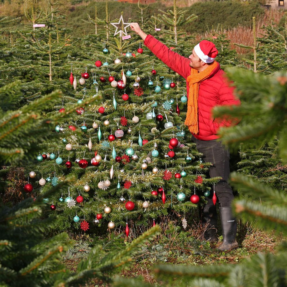 B&Q Christmas tree deal! Real Nordman Fir on sale for just 15 Ideal Home