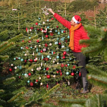 B&Q Christmas tree deal! Real Nordman Fir on sale for just 15  Ideal Home