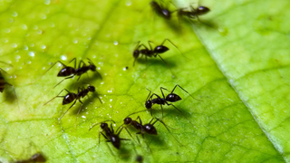 Black ants on a green leaf