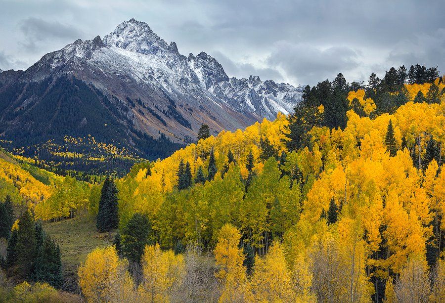 How climate change is killing the aspen forests of the American ...