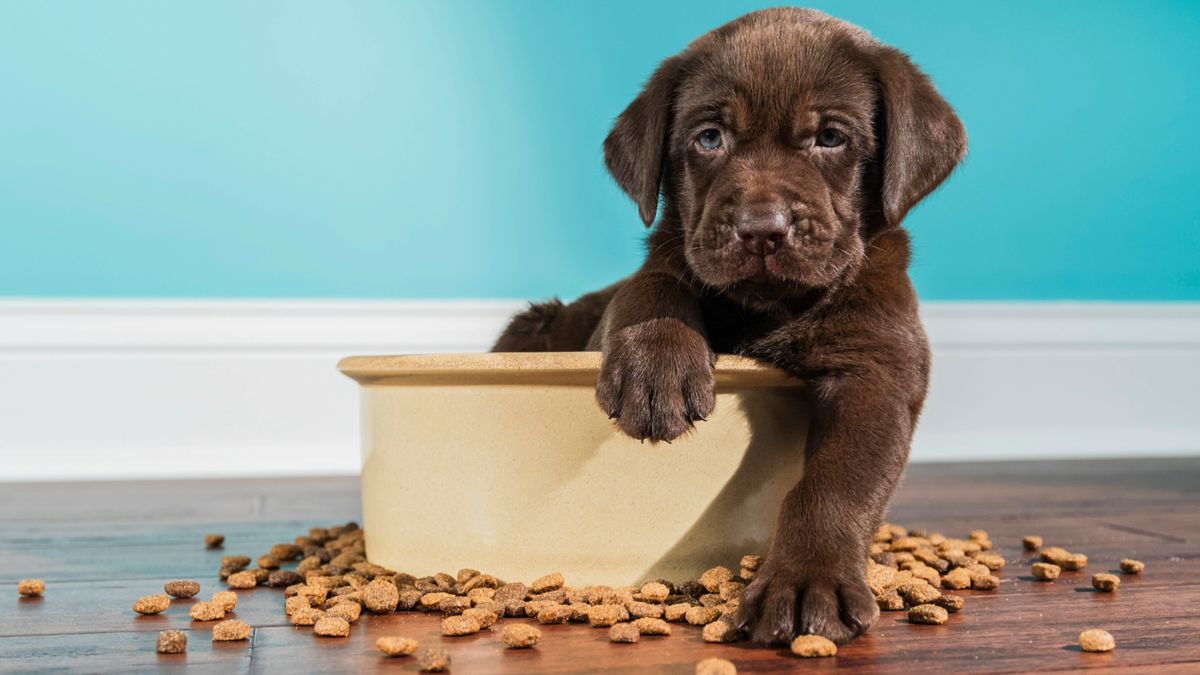 Brown dog sitting on food bowl