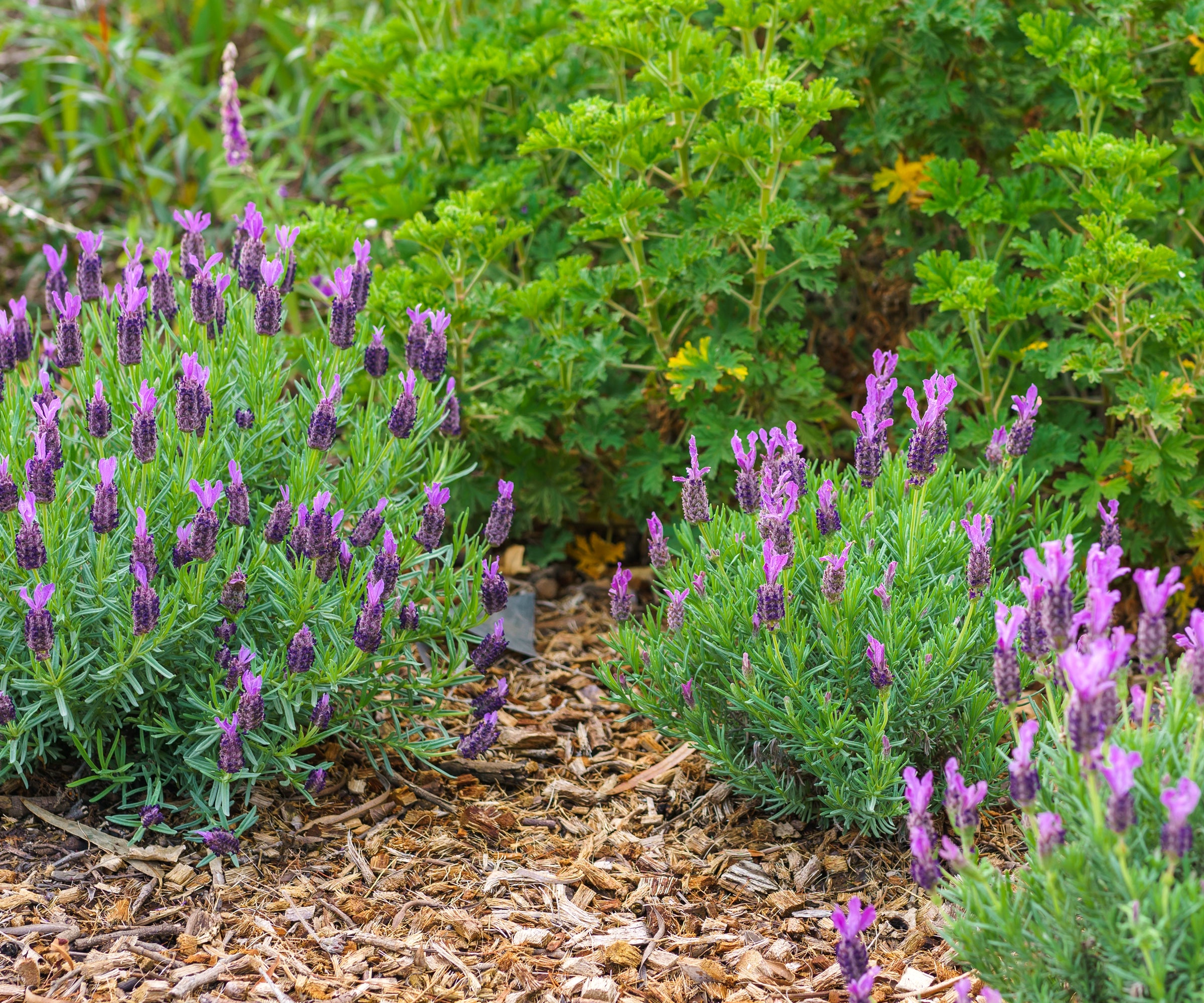 flowering lavender bushes in garden bed with mulch