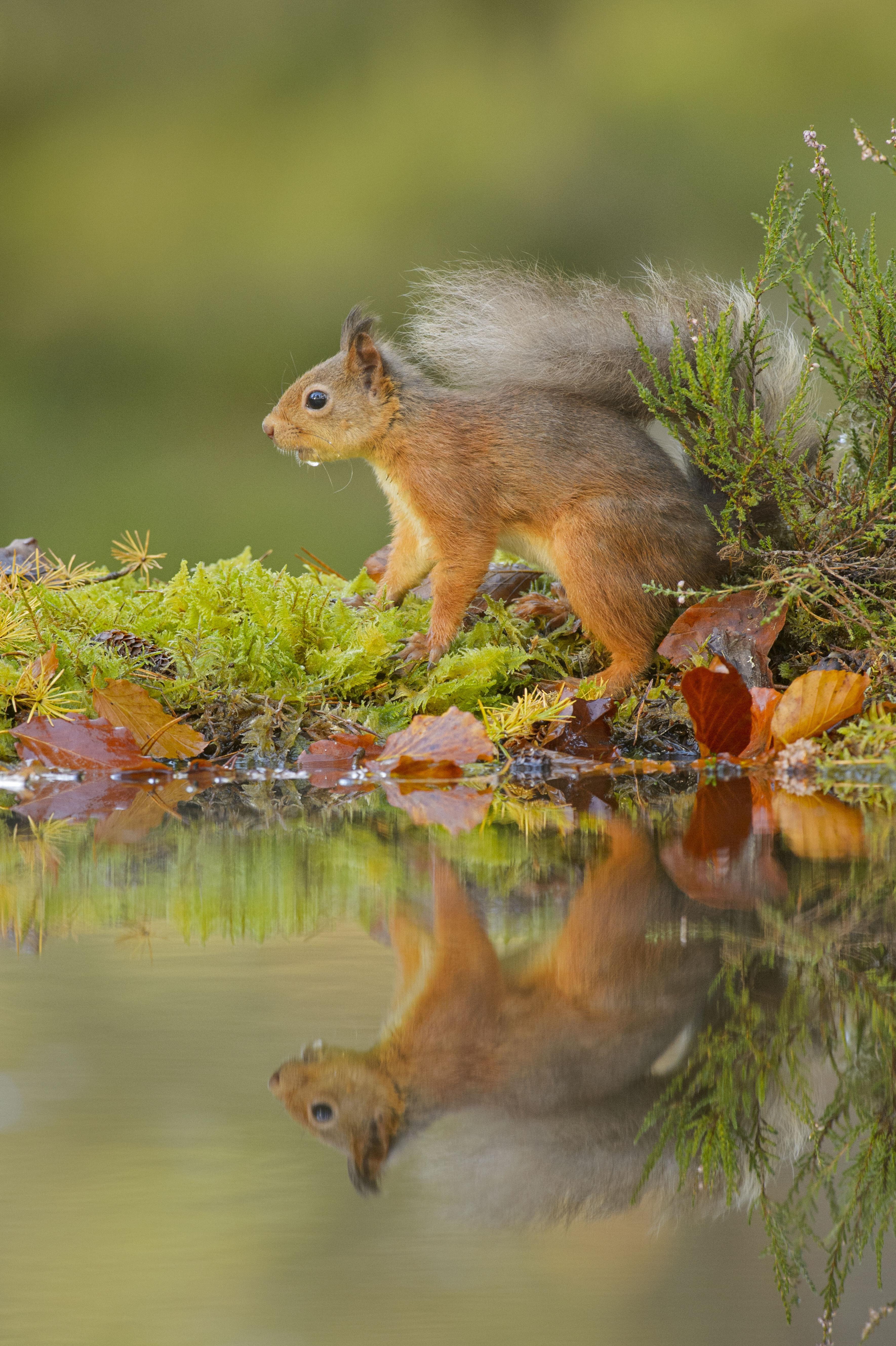 Red squirrel reflected in a lake