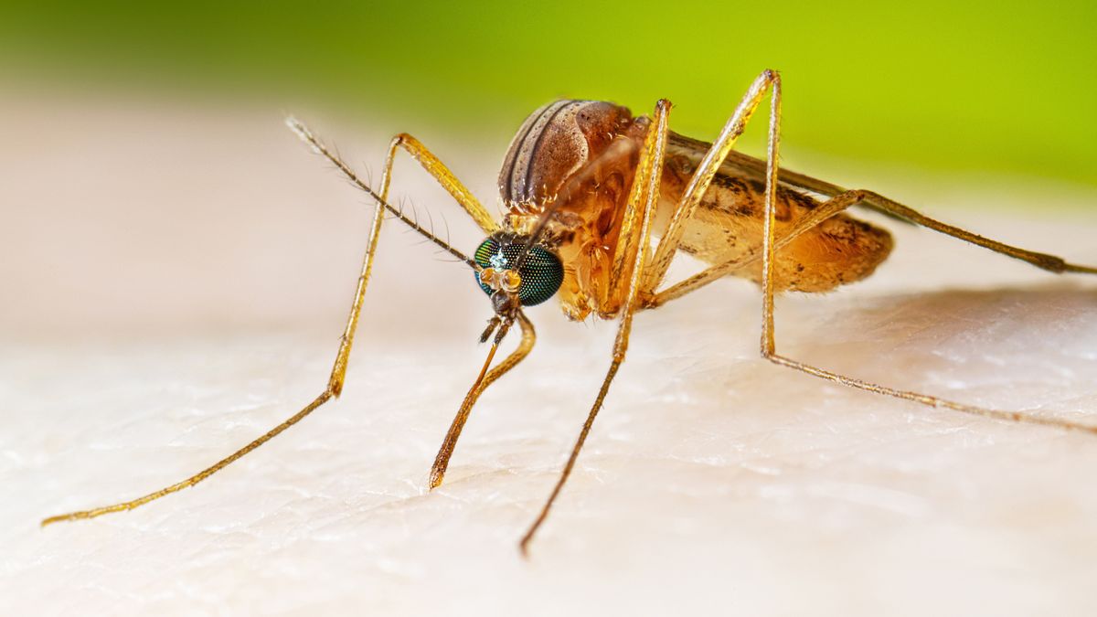 Google wants to release 64 million bacteria-riddled mosquitoes across California and Florida. Here's why scientists are enthusiastic.