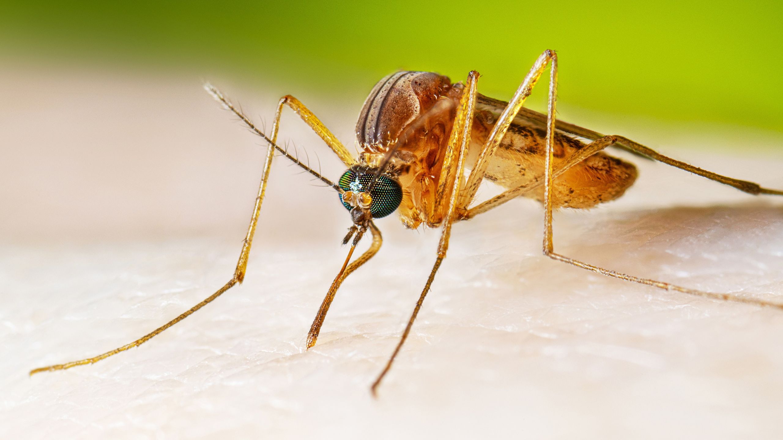 Google wants to release 64 million bacteria-riddled mosquitoes across California and Florida. Here’s why scientists are enthusiastic. Google wants to release 64 million bacteria-riddled mosquitoes across California and Florida. Here’s why scientists are enthusiastic.