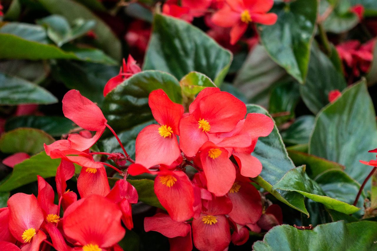 Red Begonia Plants