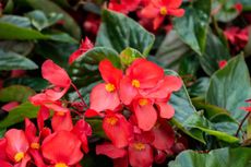 Red Begonia Plants