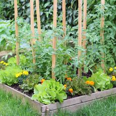 Square foot garden with lettuce, marigolds, and tomatoes