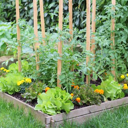 Square foot garden with lettuce, marigolds, and tomatoes