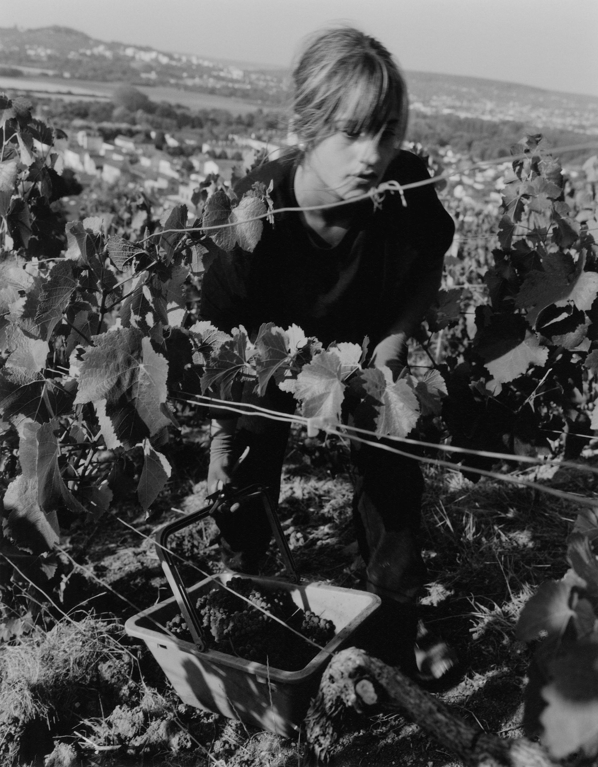 a grape picker at work