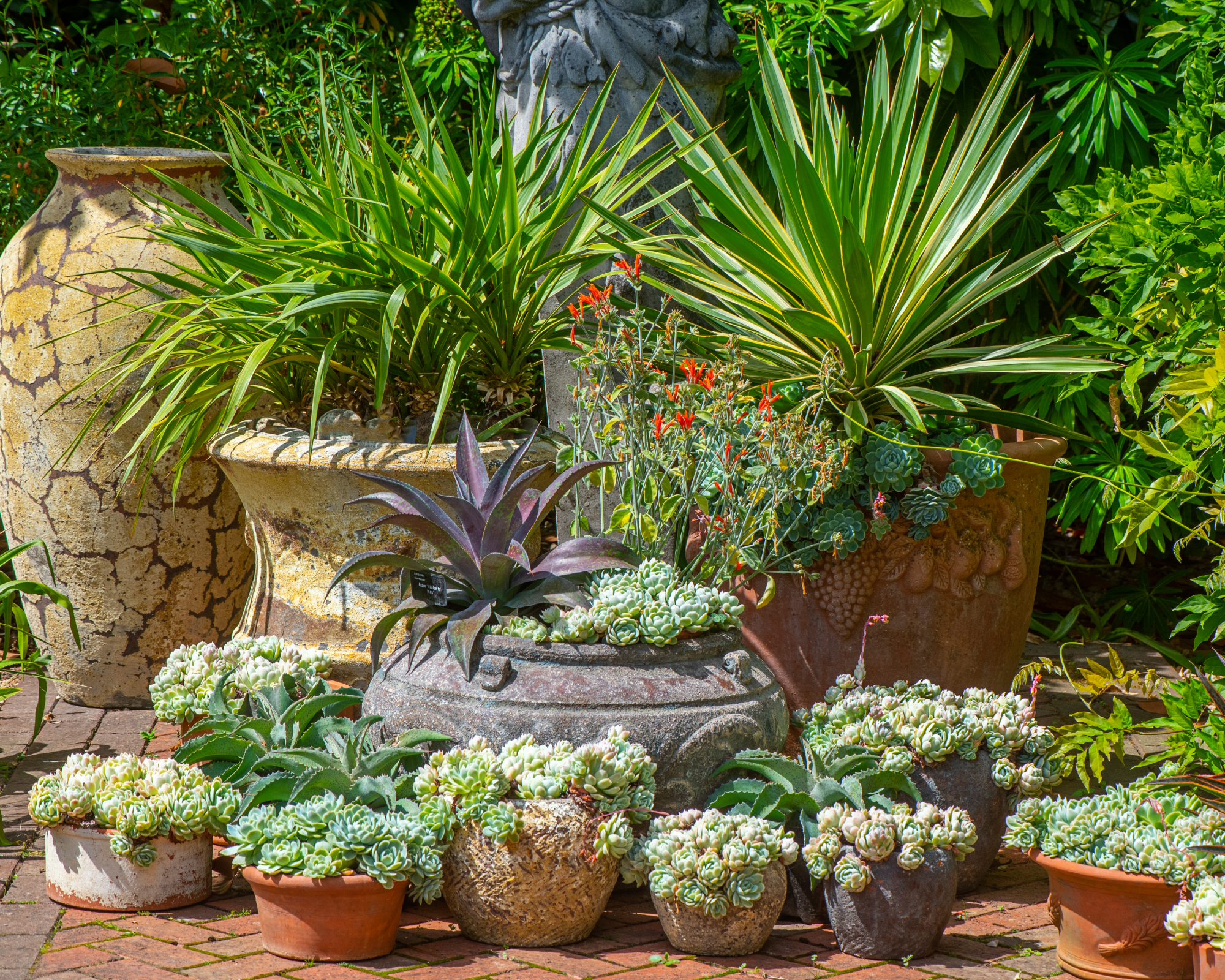 Succulents in pots on an outdoor patio