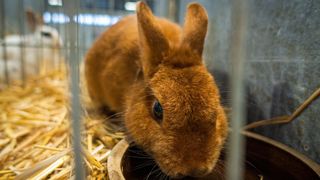 Brown satin rabbit