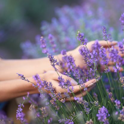 Woman touching lavender in sensory garden