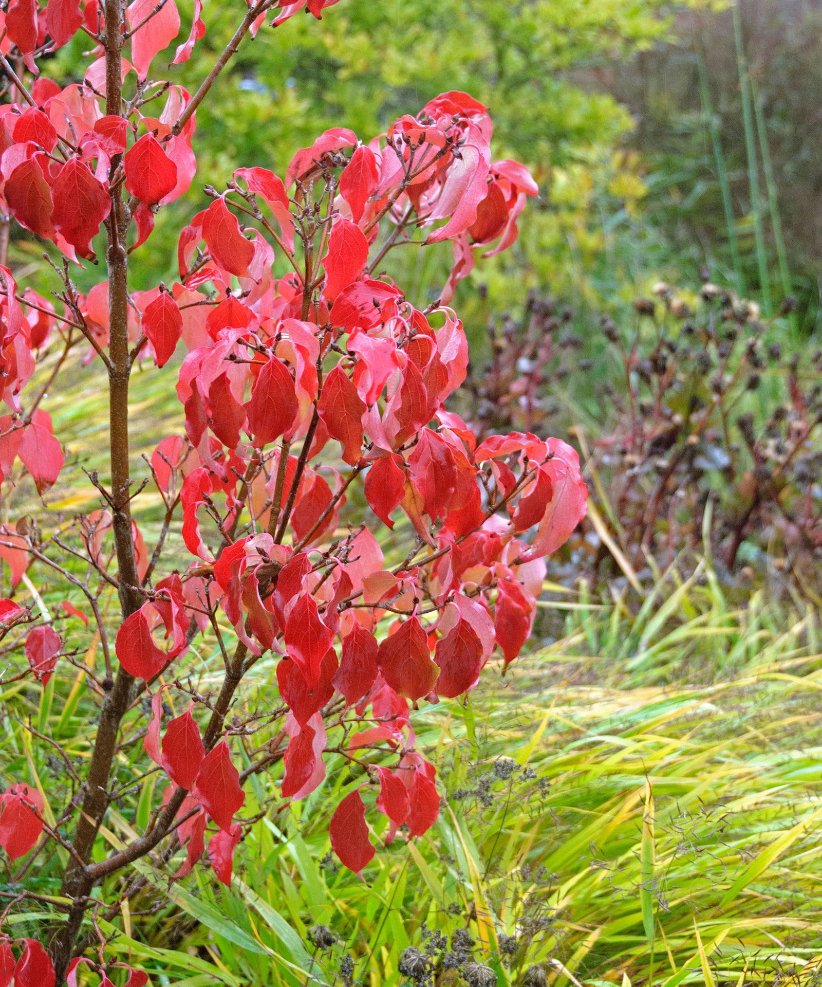 10 trees with red leaves for stunning garden color | Gardeningetc