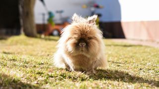 Lionhead bunny