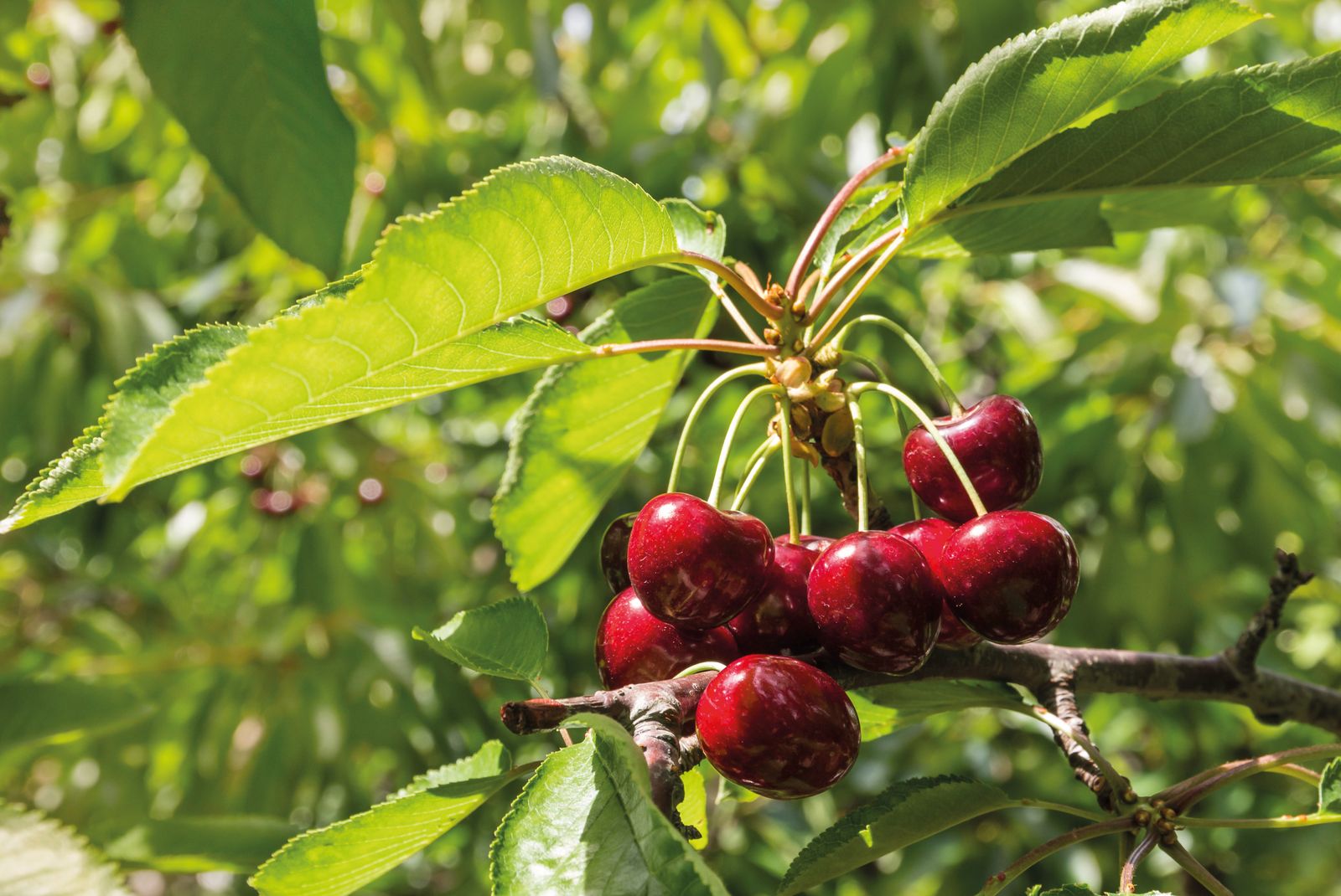 Best small garden trees 6 growers for your garden Real Homes