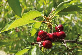 small garden trees: Cherry 'Sylvia'